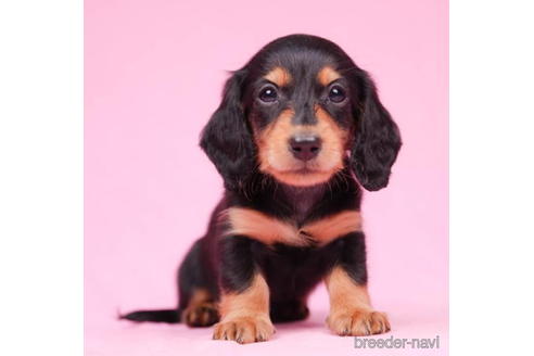 成約済の東京都のミニチュアダックスフンド(ロングヘアード)-194452の2枚目